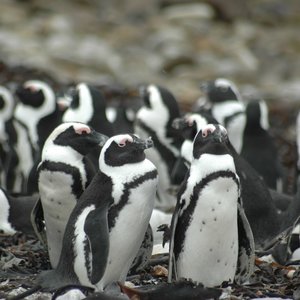 African Penguins